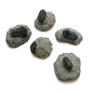 trilobite, single fossilized trilobite, trilobite fossil, trilobite in matrix 45mm